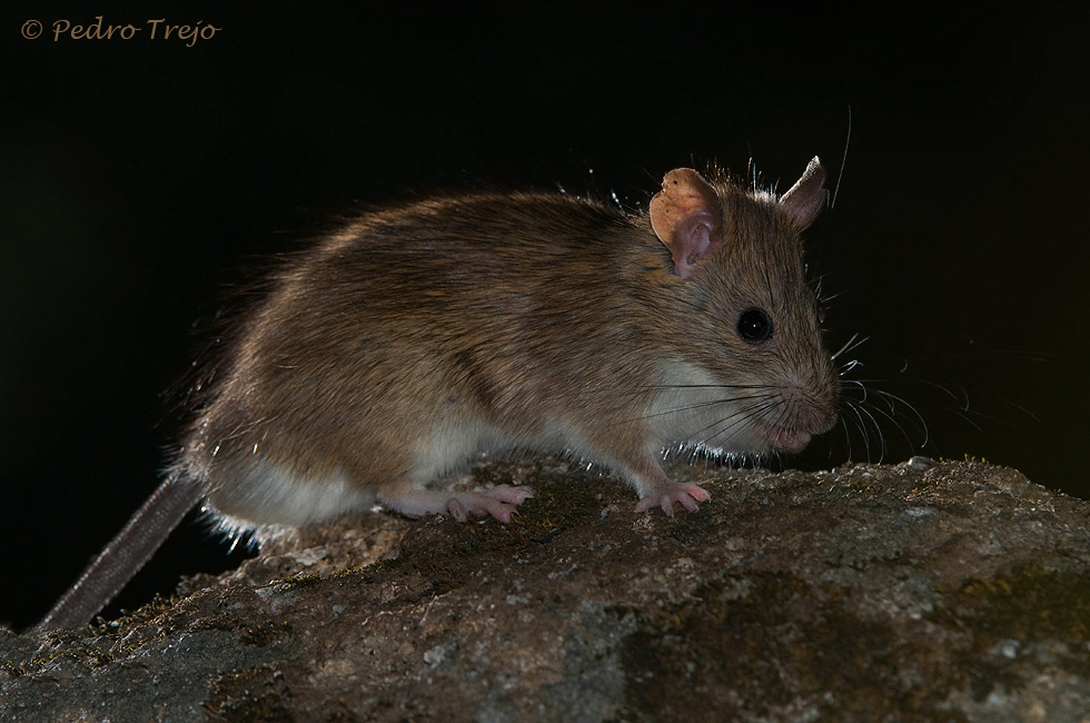 Rata gris (Rattus norvegicus)